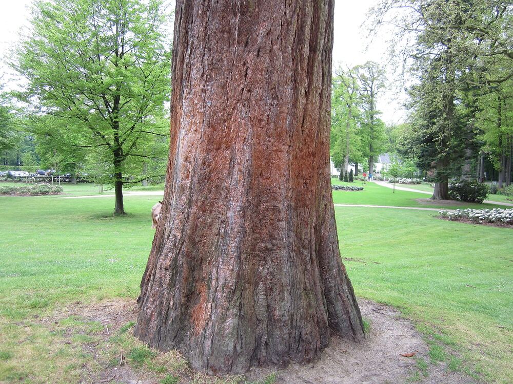 Klein meisje bij een reusachtige boomstam in een groen park in Ermelo