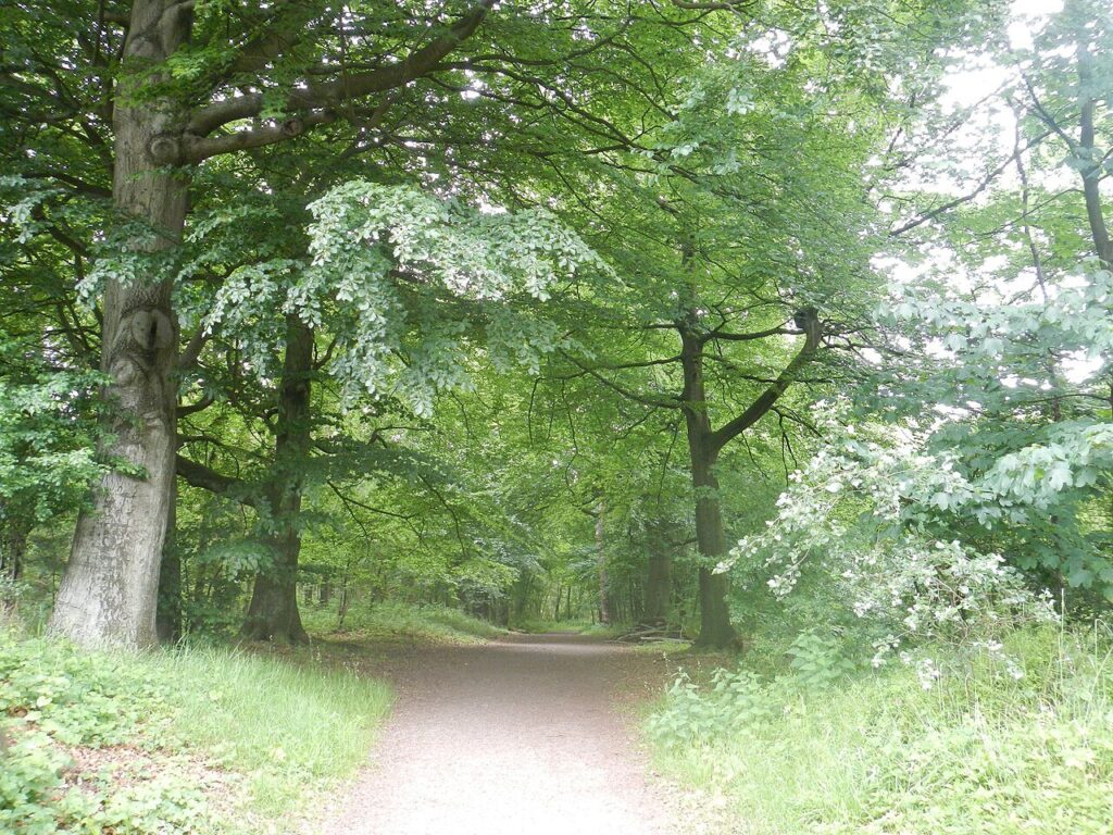 Paradijsvogels op de Veluwe – Vereniging Historisch Ermeloo in Ermelo